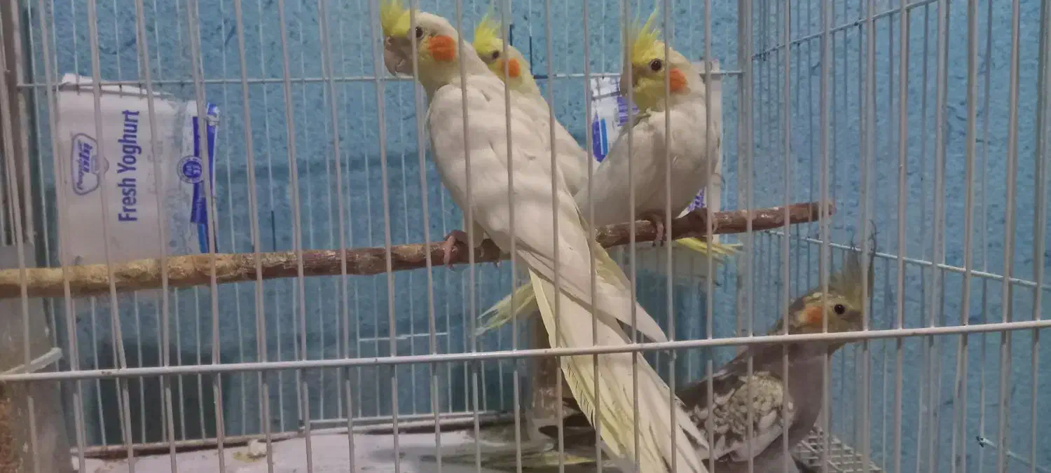 جوجه عروس|پرنده|مشهد, نوید|دیوار