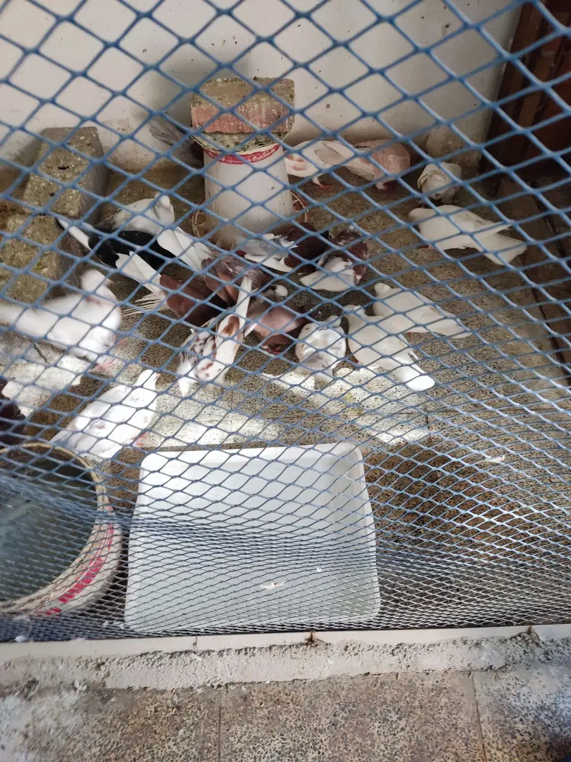 پرنده|پرنده|تهران, پردیسان|دیوار