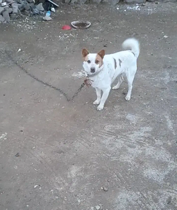 پاکوتاه زیبا|سگ|فیروزآباد (آذربایجان), |دیوار