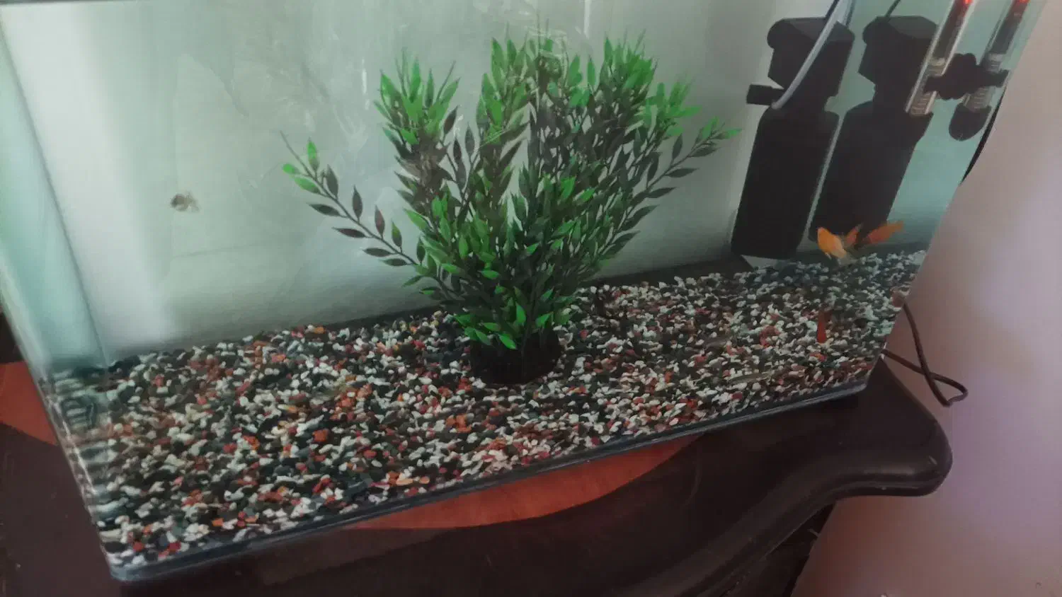 آکواریوم|ماهی|قدس, شهر‌قدس|دیوار