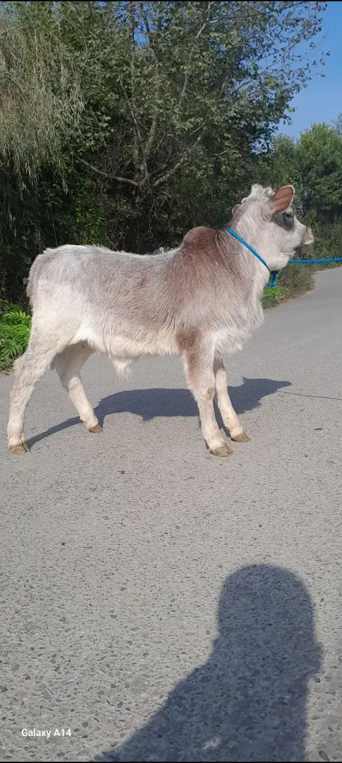 گوساله نر چالوسی گاو ورزا کوله|حیوانات مزرعه|فومن, |دیوار