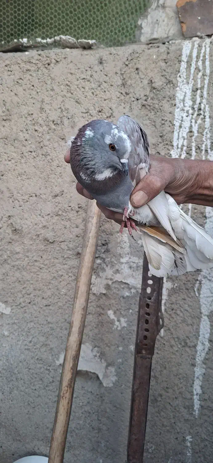 کبوتر نر|پرنده|محمدشهر, زیبادشت|دیوار