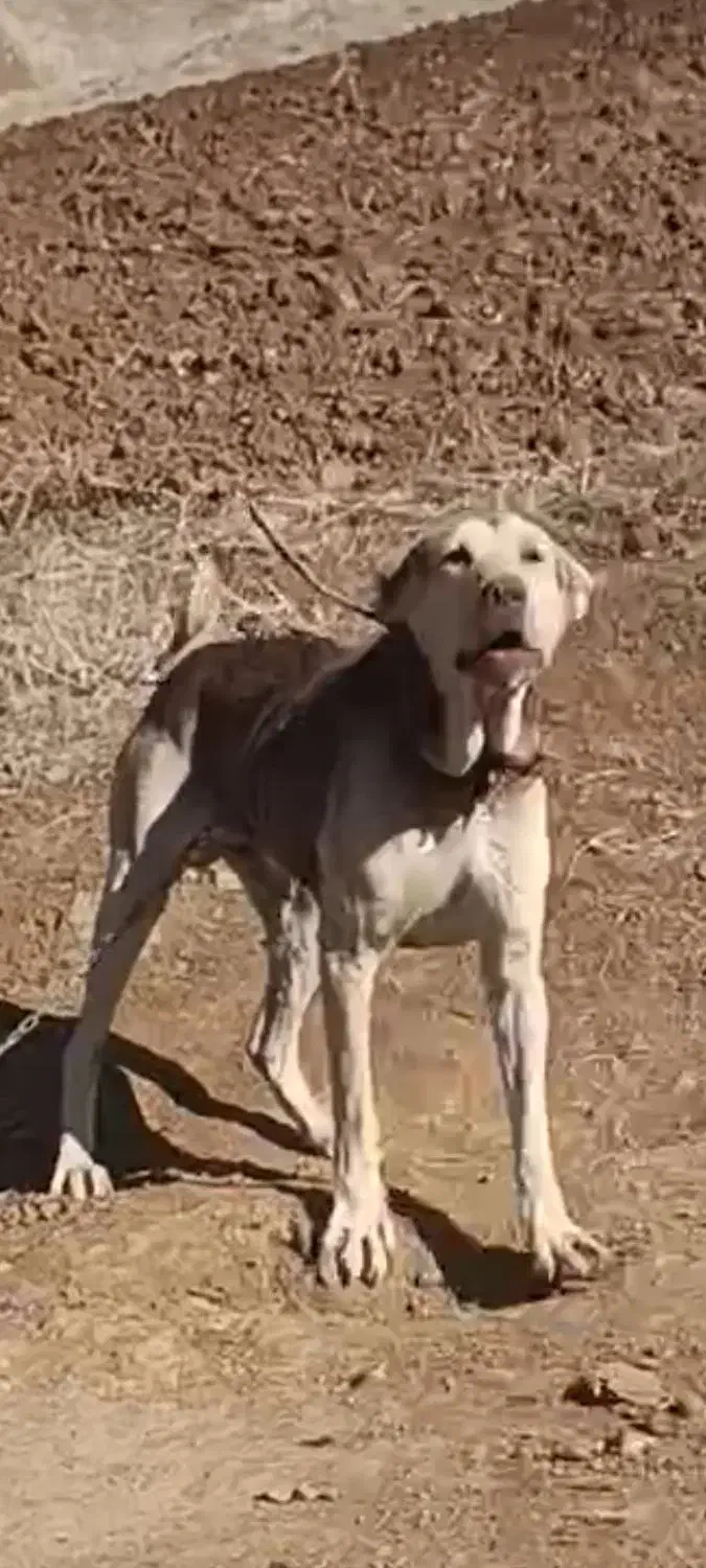 سگ پژدر گمشده|حیوانات|شاهین دژ, |دیوار