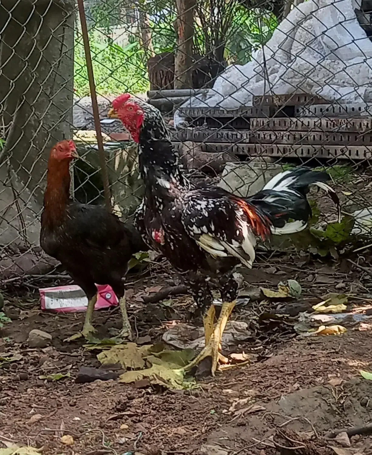 خروس لاری اصیل|حیوانات مزرعه|نشتارود, |دیوار