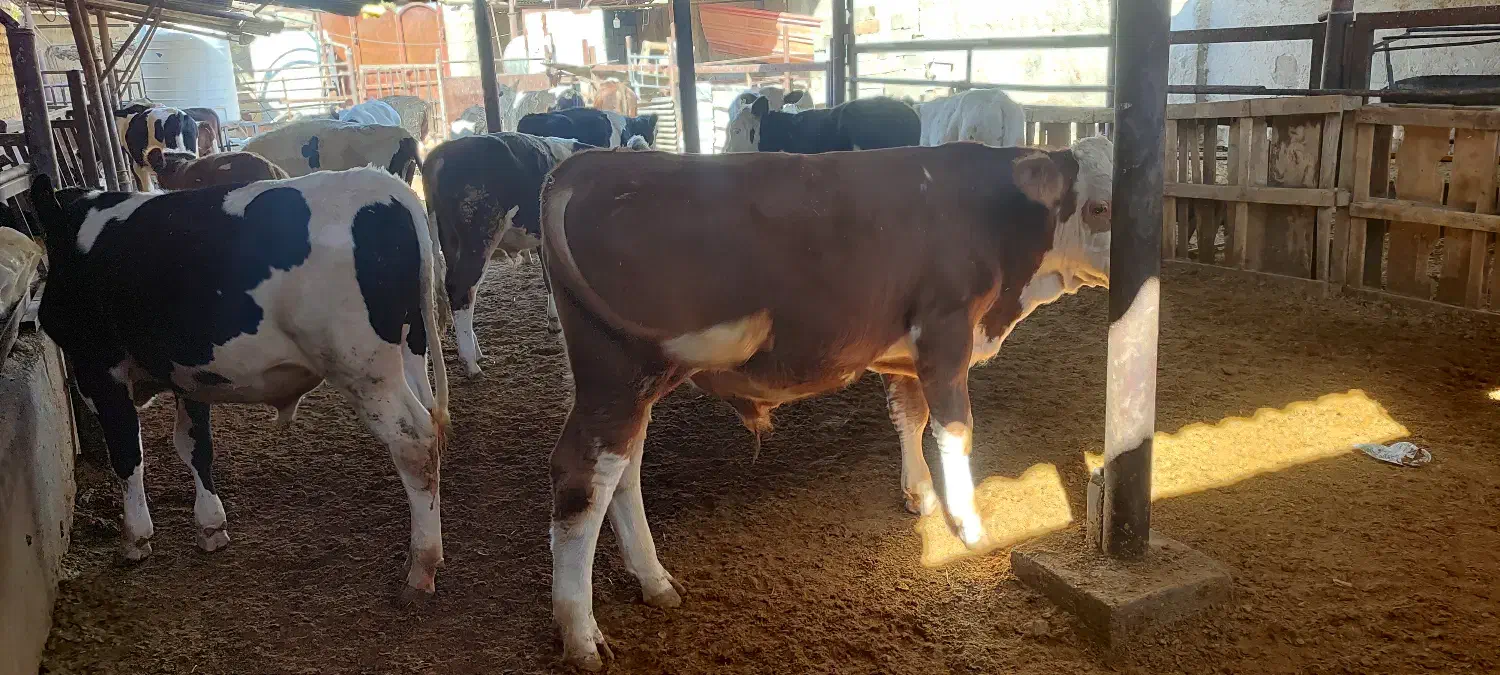 گوساله لاغر|حیوانات مزرعه|طسوج, |دیوار