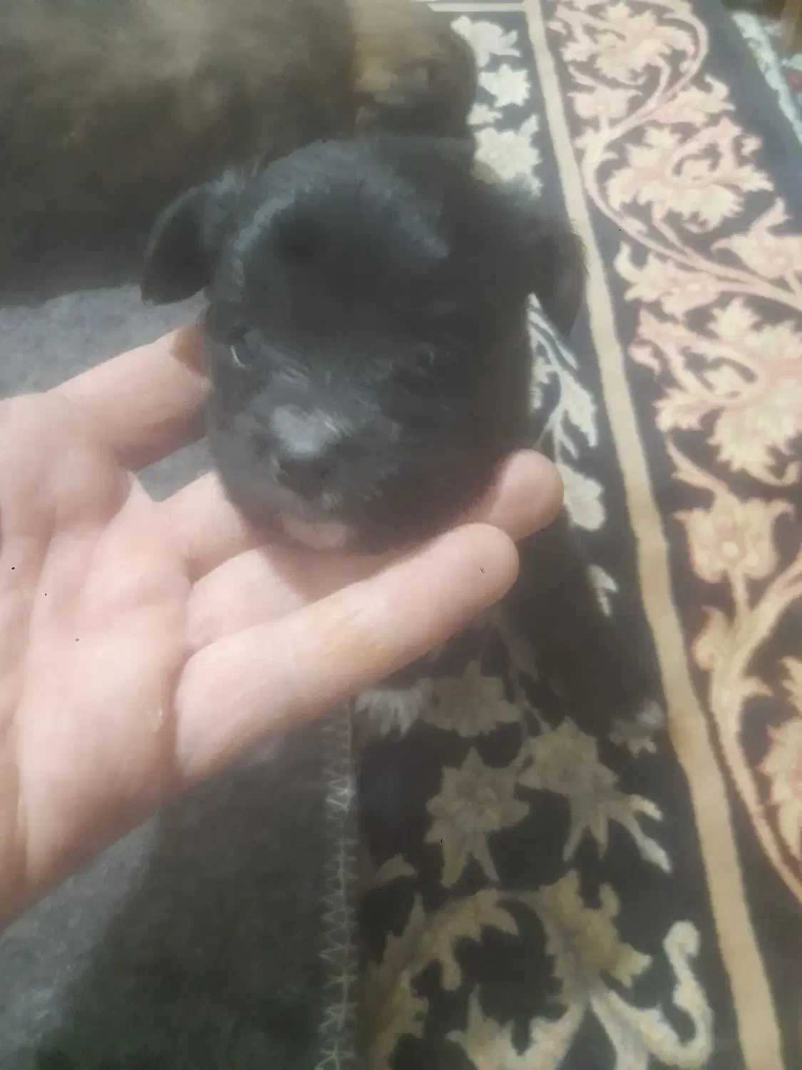 سگ زیبا و با وفا باهوش|سگ|بم, |دیوار