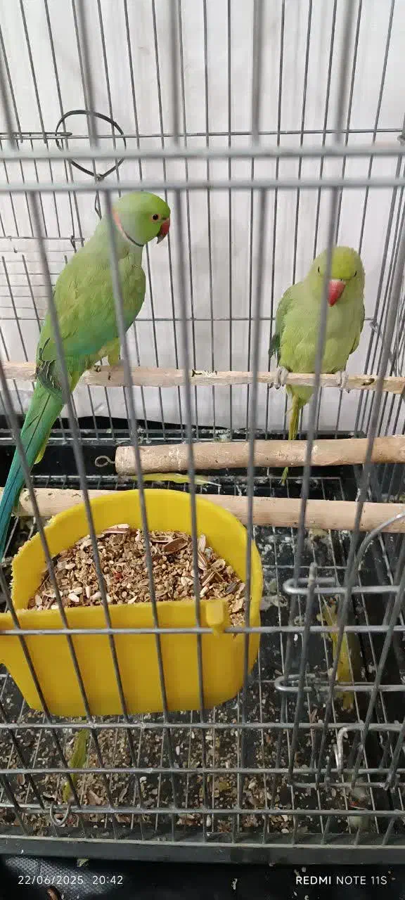 یک جفت طوطی ملنگو نروماده|پرنده|مهران (ایلام), |دیوار