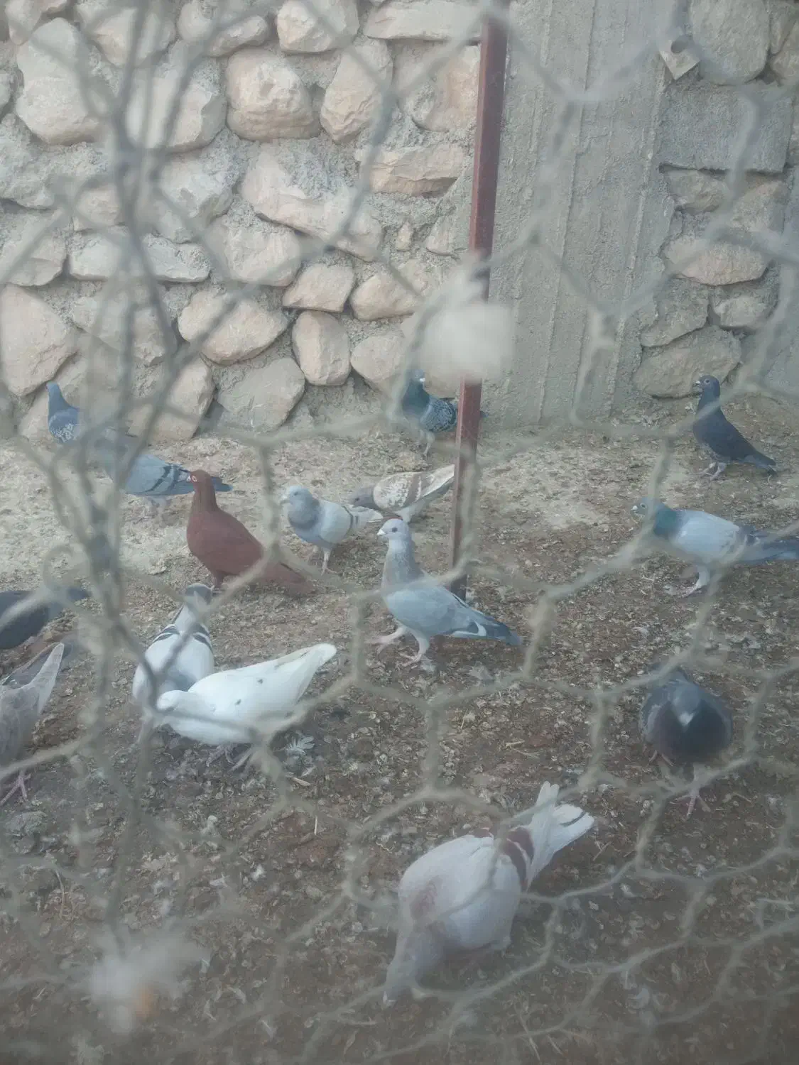 ماده پلاکی|پرنده|برازجان, |دیوار