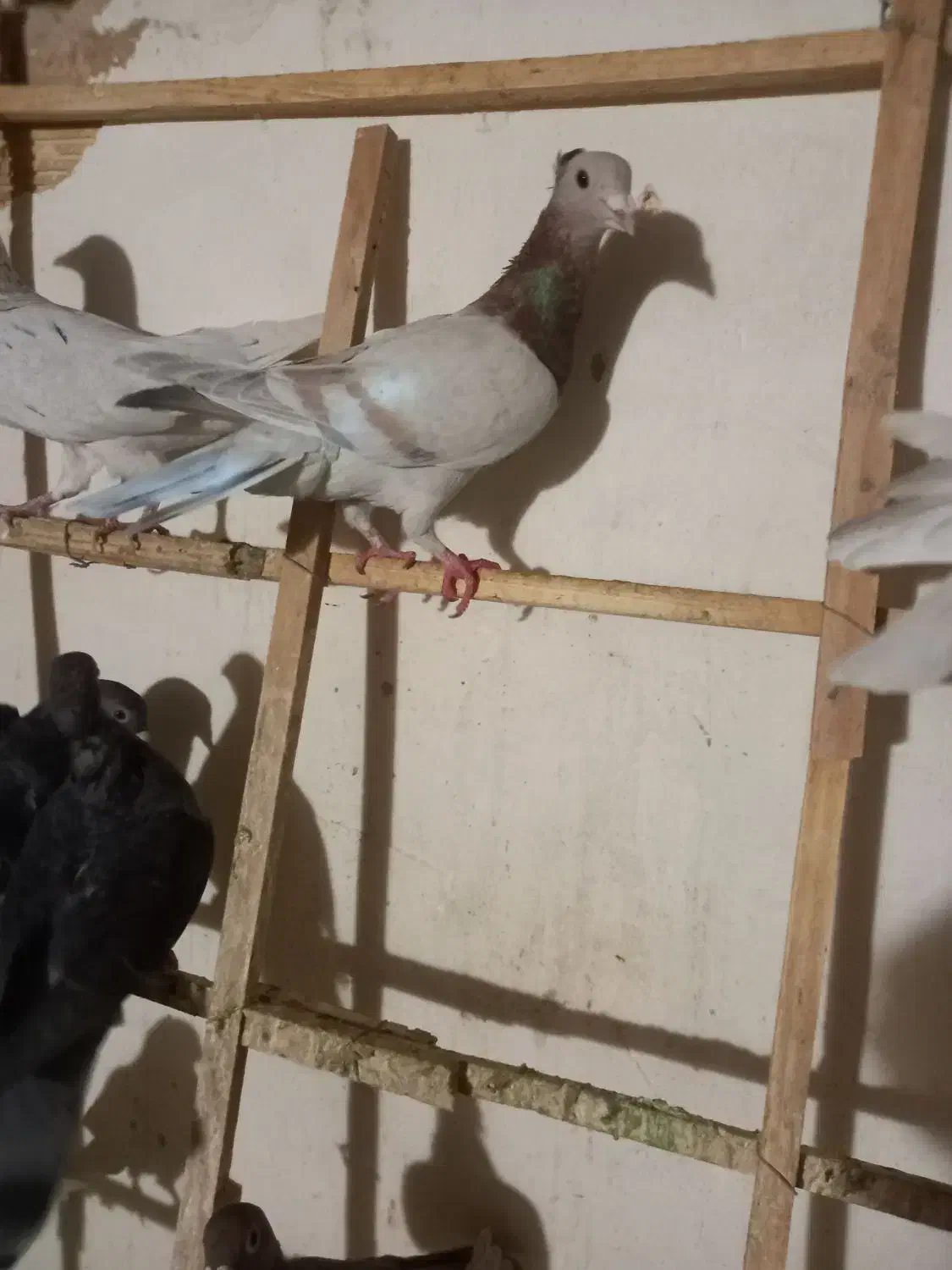 دورگ چاشنی بازی|پرنده|اصفهان, دهنو|دیوار