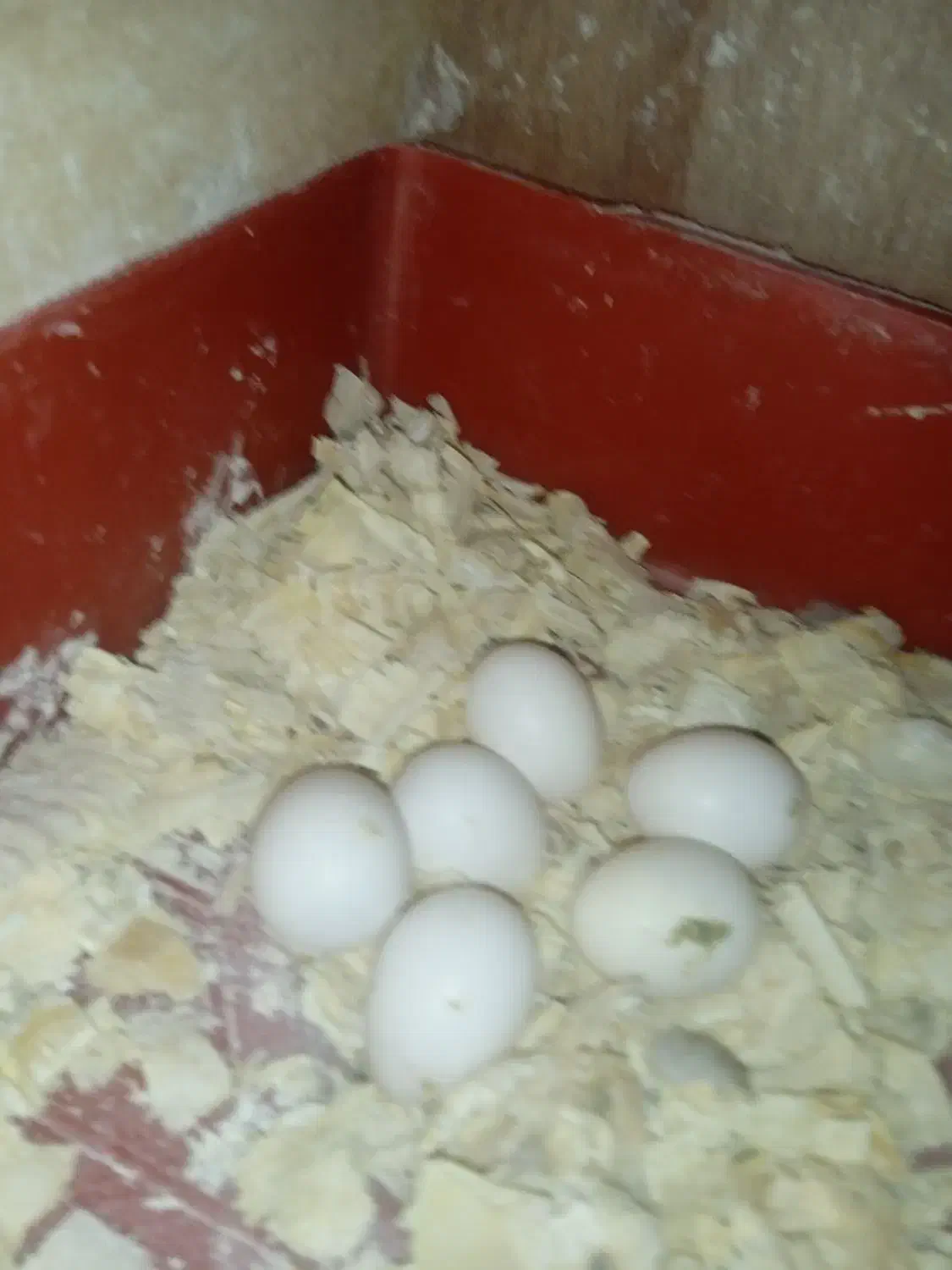 عروس هلندی|پرنده|قشم, |دیوار