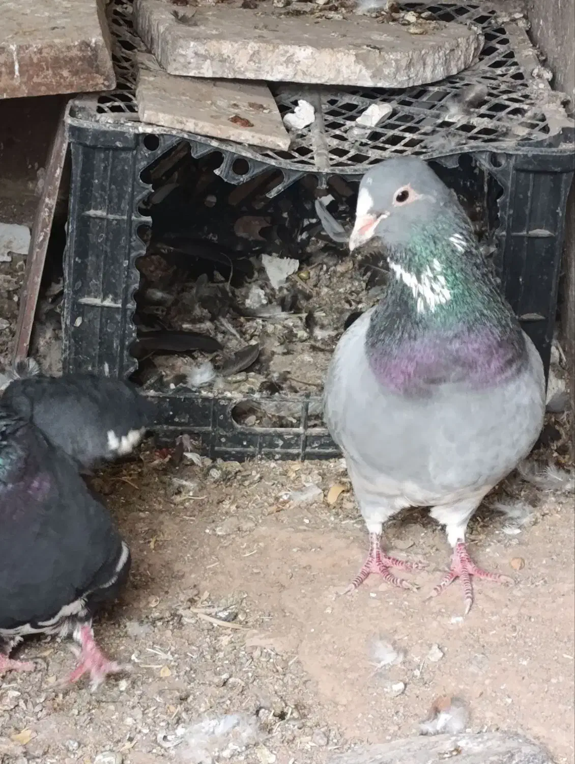 پلنگ|حیوانات|رفسنجان, |دیوار