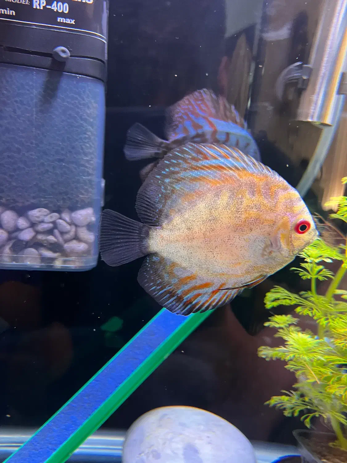 ماهی.ماهی دیسکس|ماهی|زابل, |دیوار