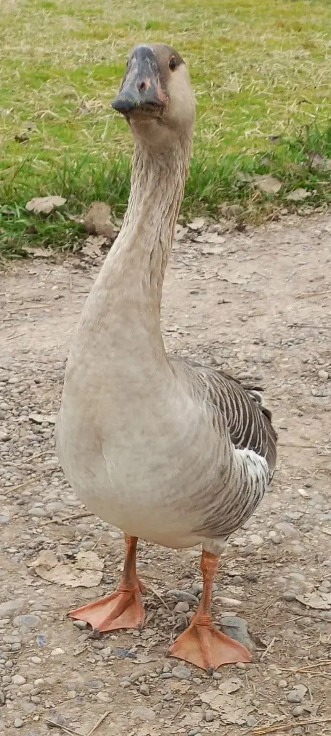 غاز قو|حیوانات مزرعه|رشت, بازار|دیوار