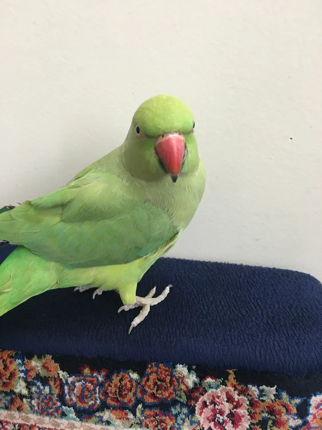 طوطی ملنگو نر معاوضه با قناری یا سهره|پرنده|تهران, جوادیه تهرانپارس|دیوار