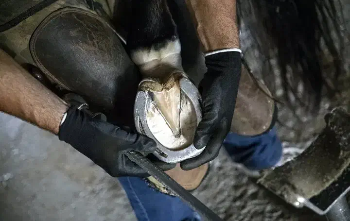 فروش نعل اسب|اسب و تجهیزات اسبسواری|تبریز, |دیوار