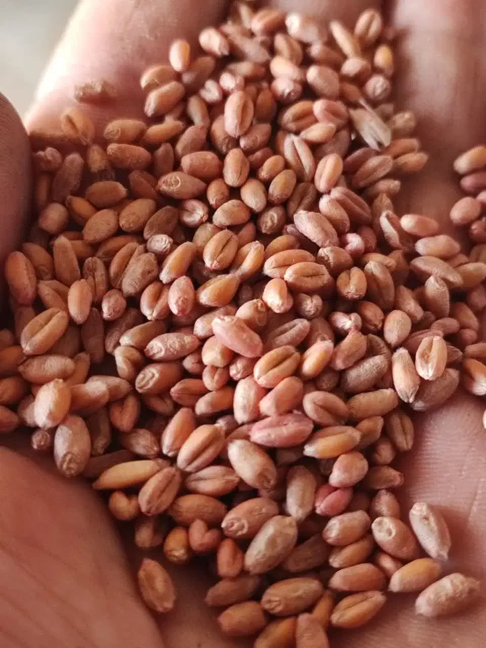 گندم اکلید فرانسوی بهترین در مقابل دیگر ارقام|خدمات باغبانی و درختکاری|خزل, |دیوار