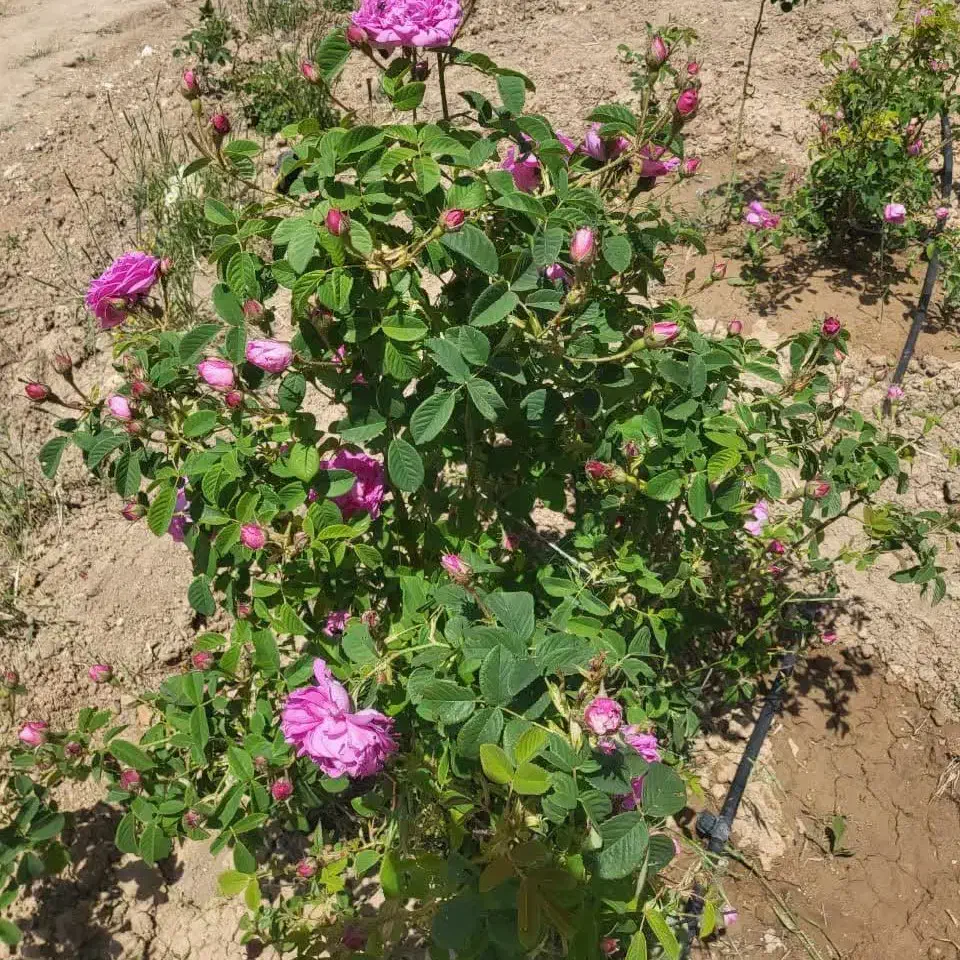 فروش نهال گل محمدی|گل و گیاه طبیعی|نیمبلوک, |دیوار