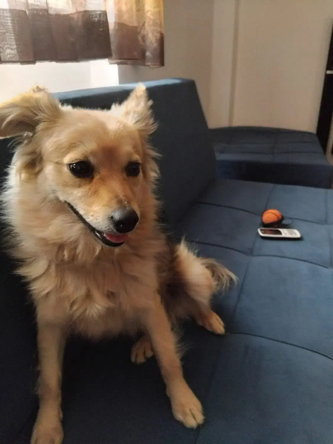 پامر روباهی تربیت شده|سگ|هشتگرد, شهرک بعثت|دیوار