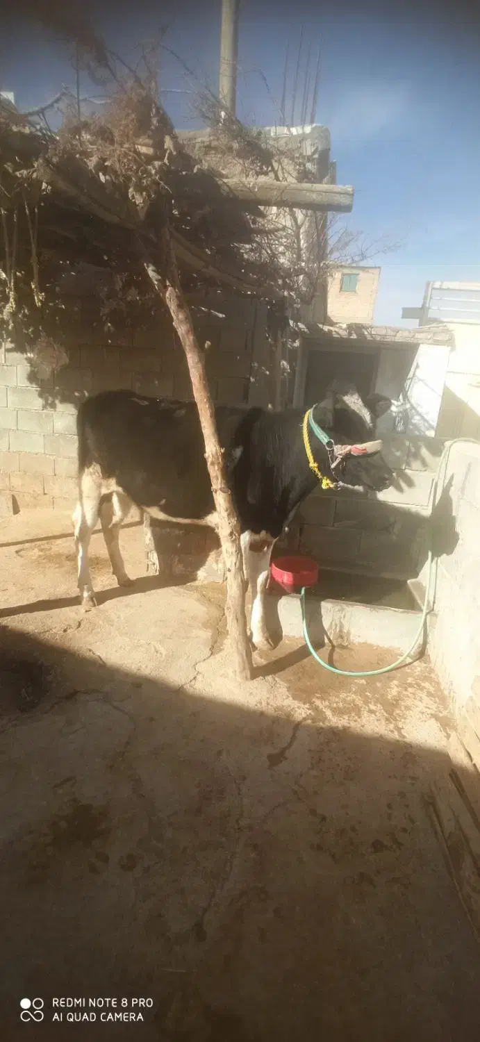 گوساله ماده شنگل|حیوانات مزرعه|لردگان, |دیوار