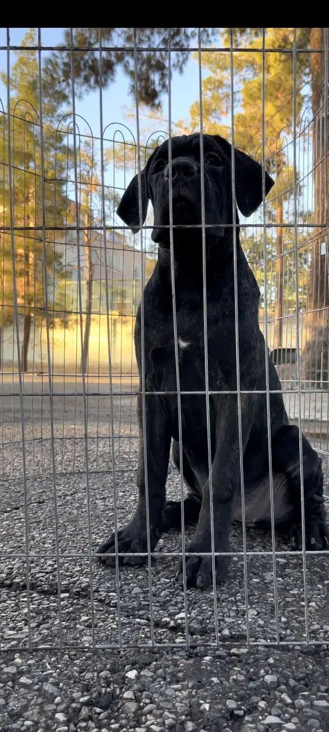 توله ماده کن کورسو با ابهت خاص|سگ|کرمان, |دیوار