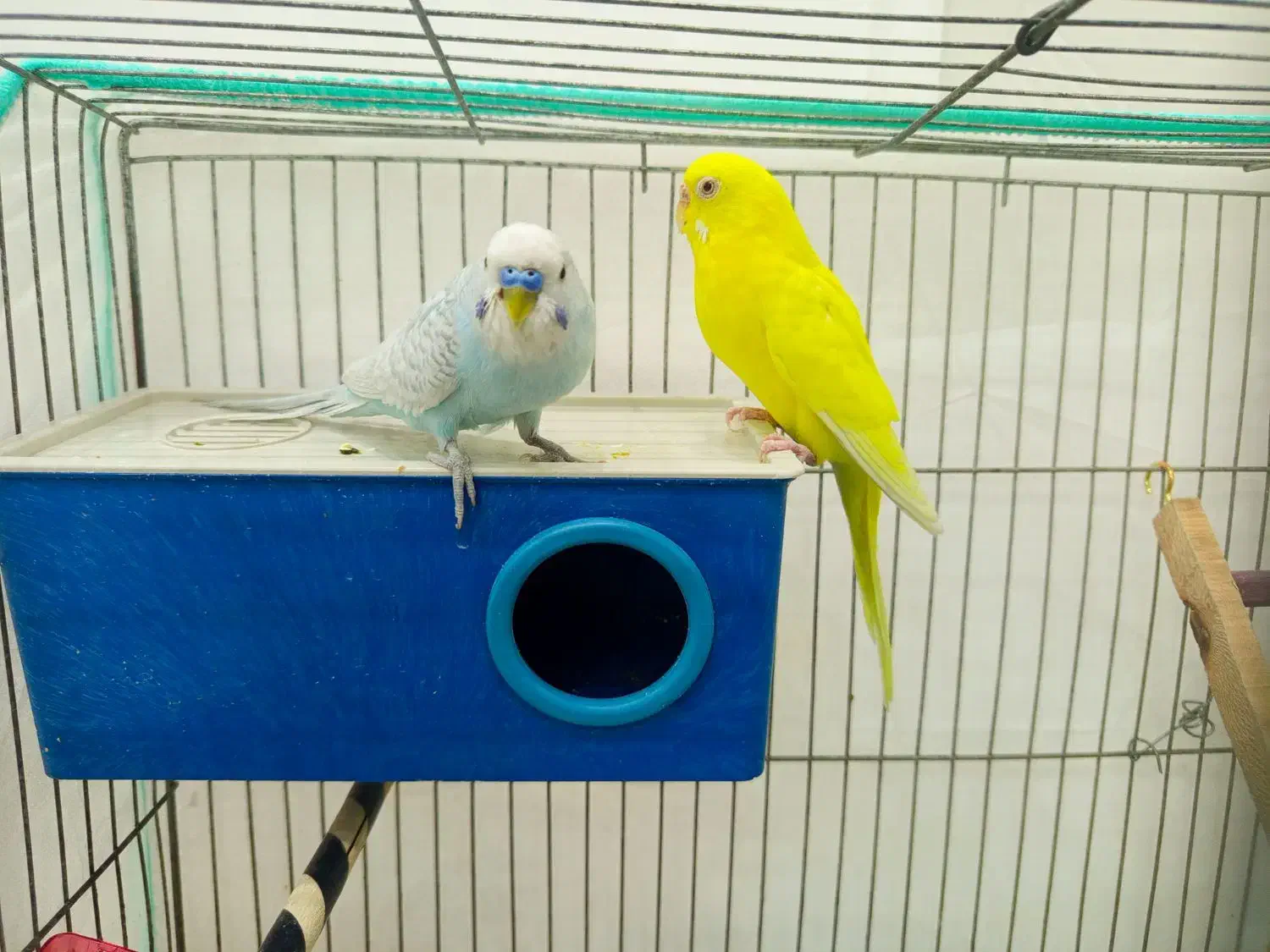 مرغ عشق جفت|پرنده|سیرجان, |دیوار