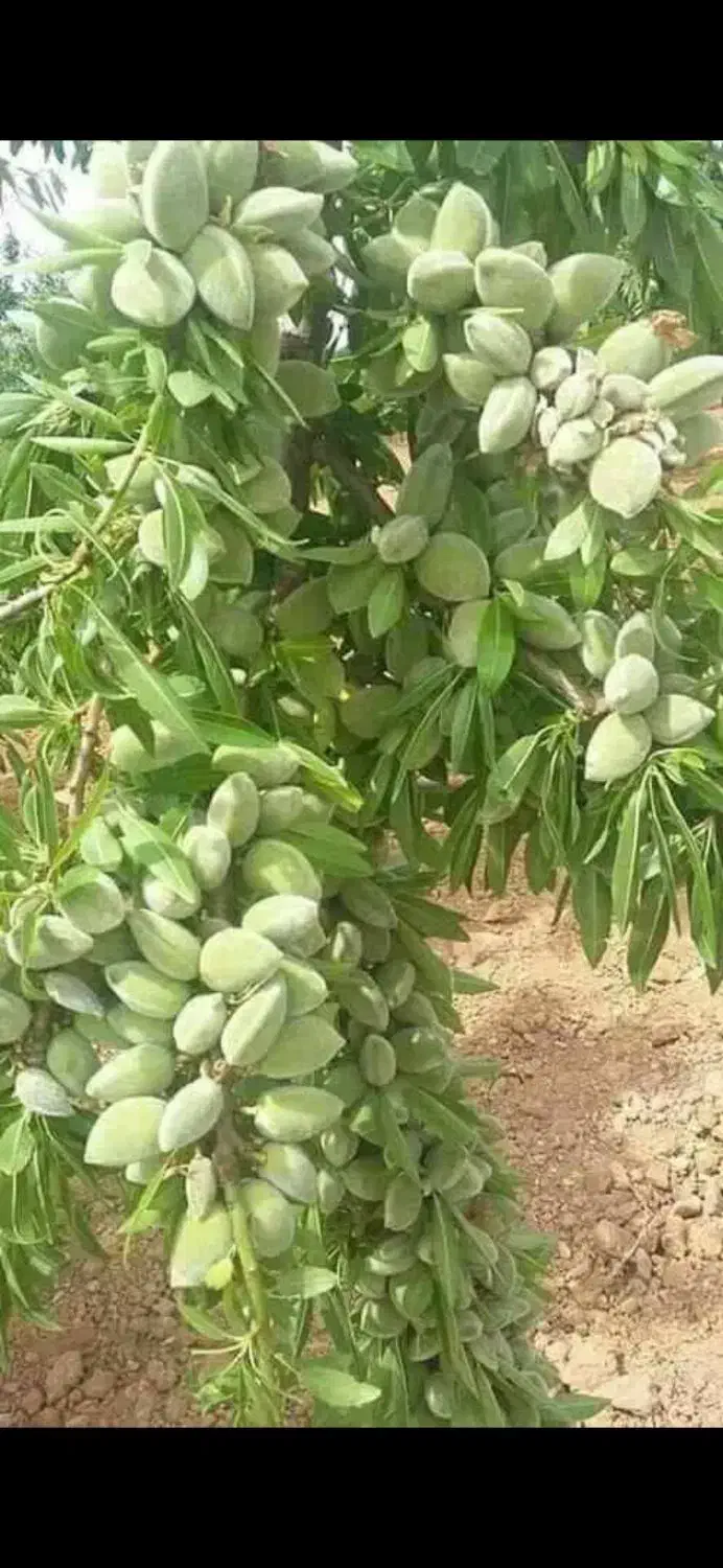 نهال بادام مناسب مصرف تازه خوری و صادراتی|خدمات باغبانی و درختکاری|سبزوار, قصبه غربی|دیوار