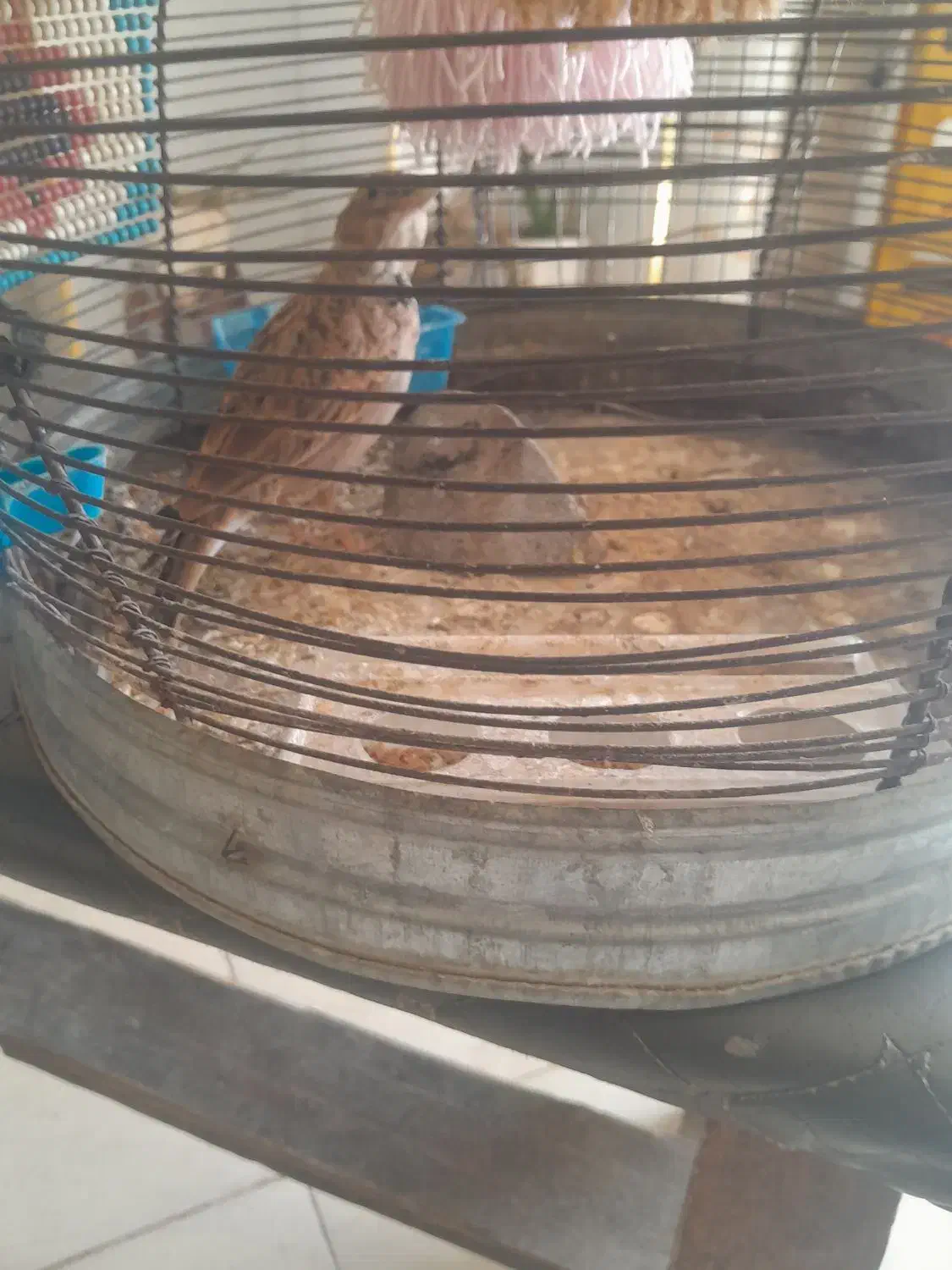 قناری|پرنده|شیراز, حومه شیراز|دیوار