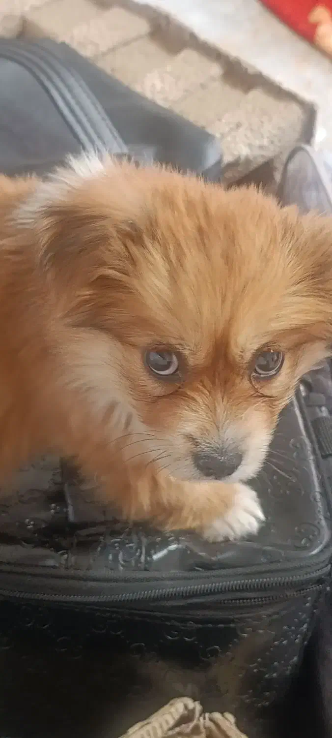 سگ پامر|سگ|مشکیندشت, |دیوار