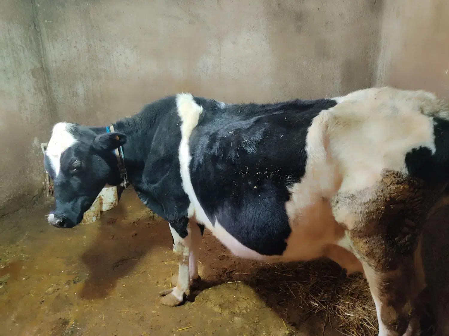 گاو  شیری دورگه|حیوانات مزرعه|کوهرنگ, |دیوار