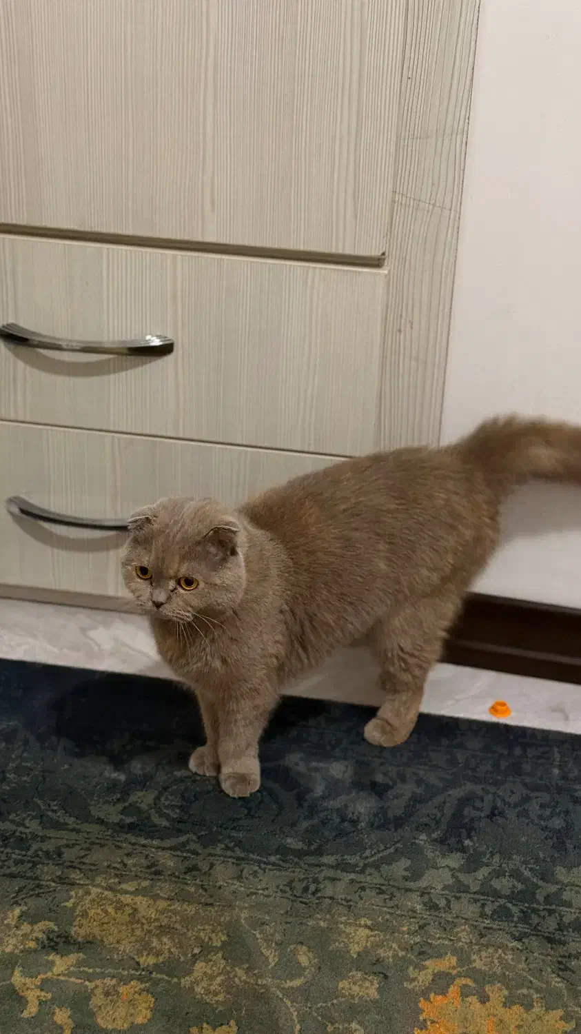 گربه یک ساله اسکاتیش|گربه|ساری, |دیوار