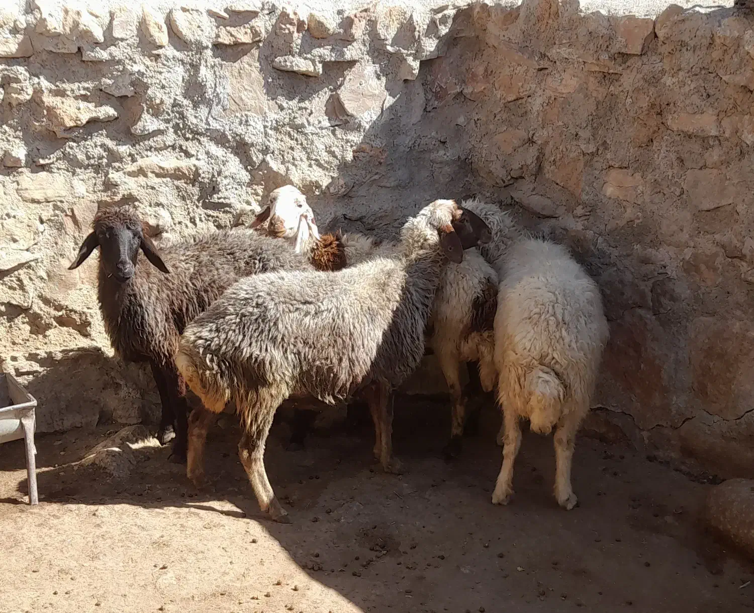 فروش میش|حیوانات مزرعه|پاپی, |دیوار