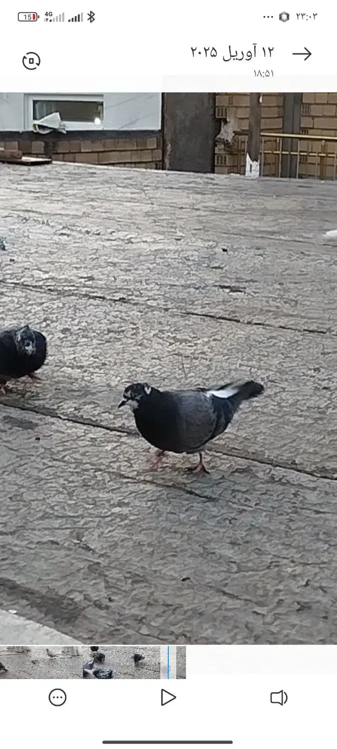 کبوتر|حیوانات|دهگلان, |دیوار