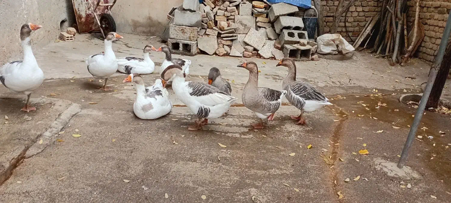 قو غاز دو رگه|حیوانات مزرعه|بروجرد, |دیوار