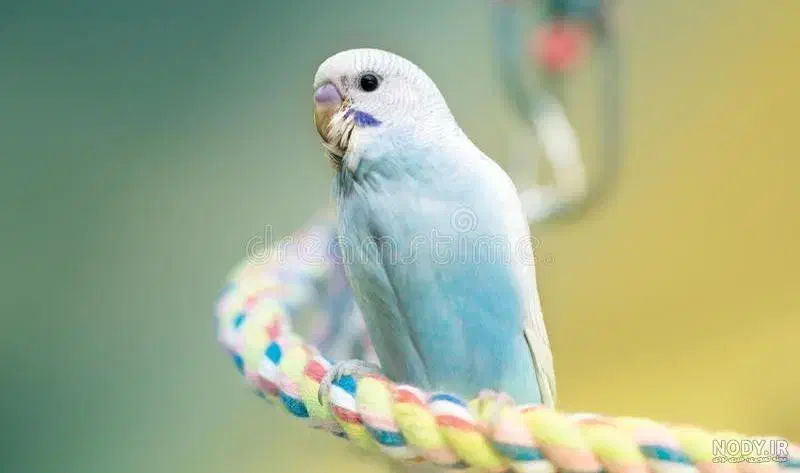 مرغ عشق گمشده|حیوانات|پردیس, فاز ۱۱|دیوار