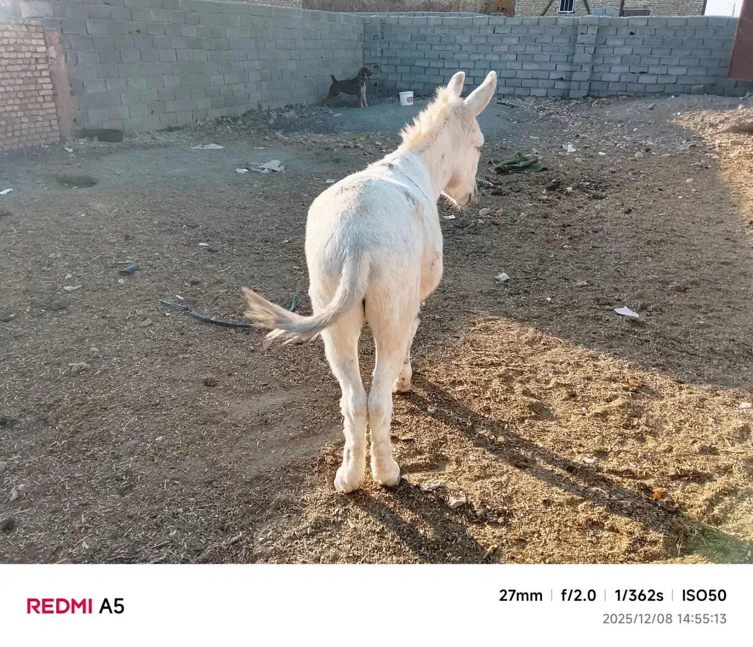 الاغ|حیوانات مزرعه|قلندر آباد, |دیوار