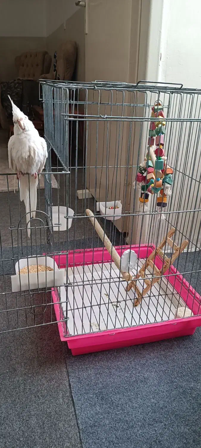 عروس هلندی آلبینو (کنارک)|پرنده|کنارک, |دیوار