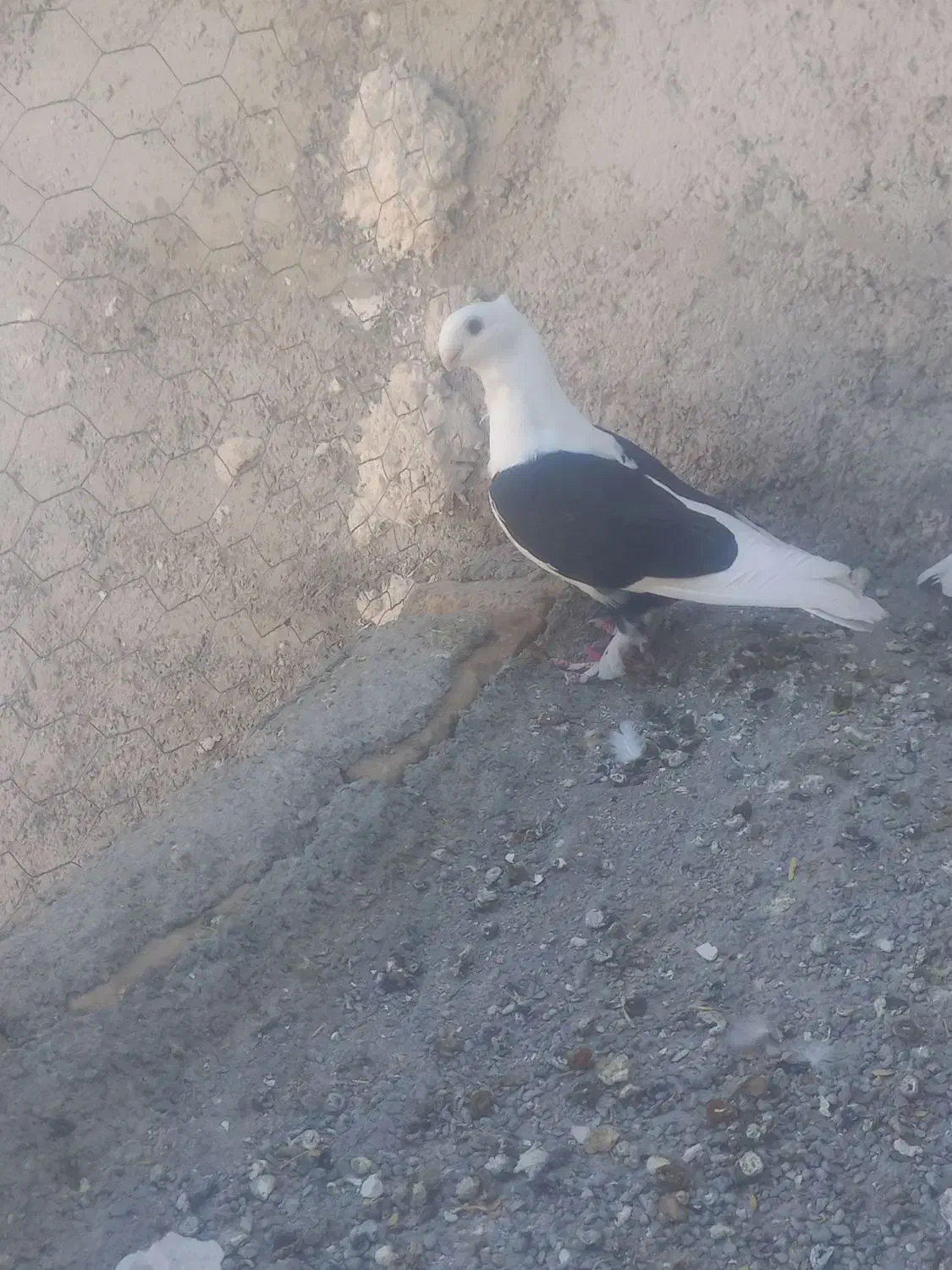 کبوتر|پرنده|کوار, |دیوار