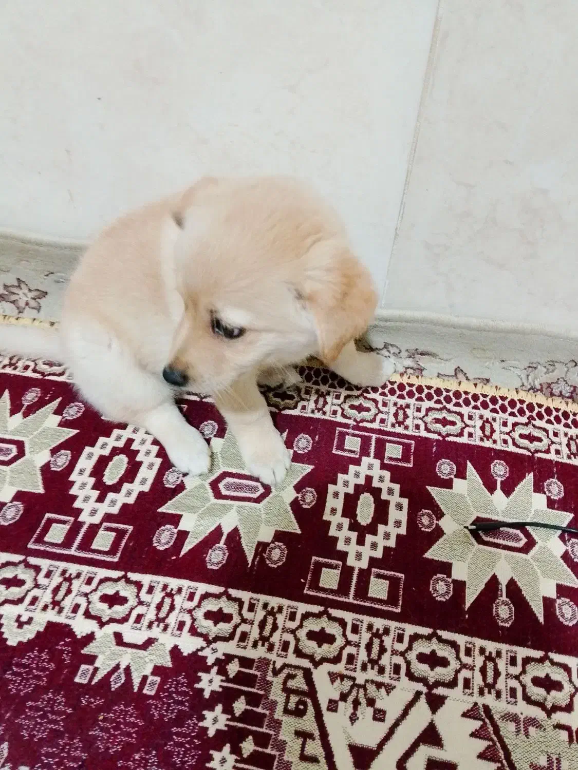 سگ پاکوتاه|سگ|اسلام‌شهر, مسکن مهر اسلاشهر (شهرک امام خمینی)|دیوار