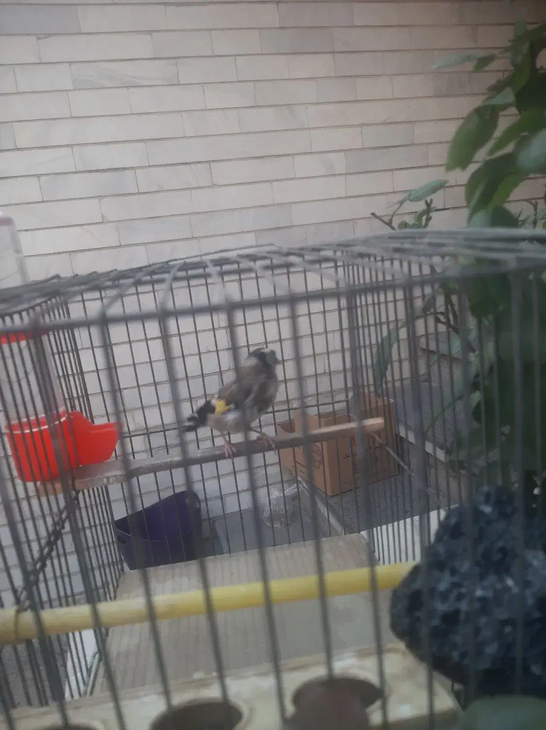 سره ماده|پرنده|تهران, زرکش|دیوار