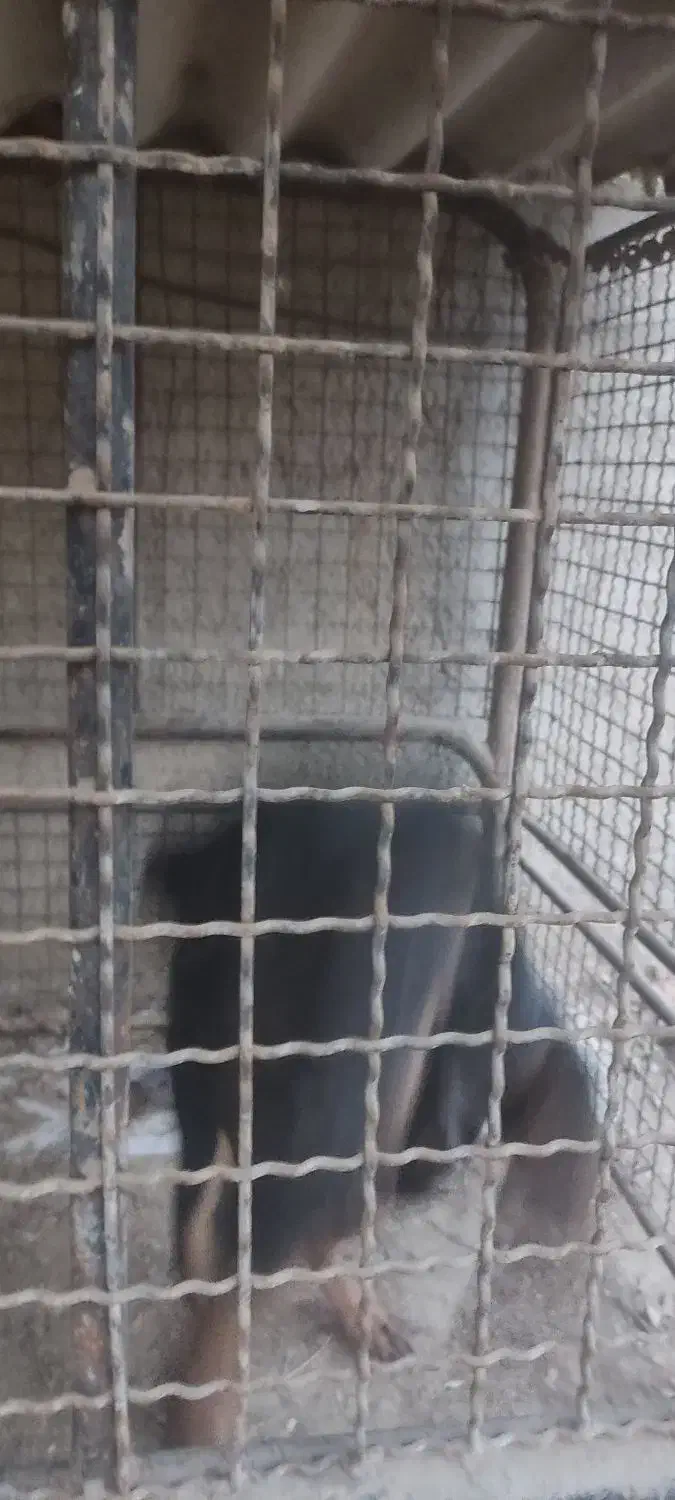 توله روتوایلر|سگ|پاکدشت, پاکدشت (مامازند)|دیوار