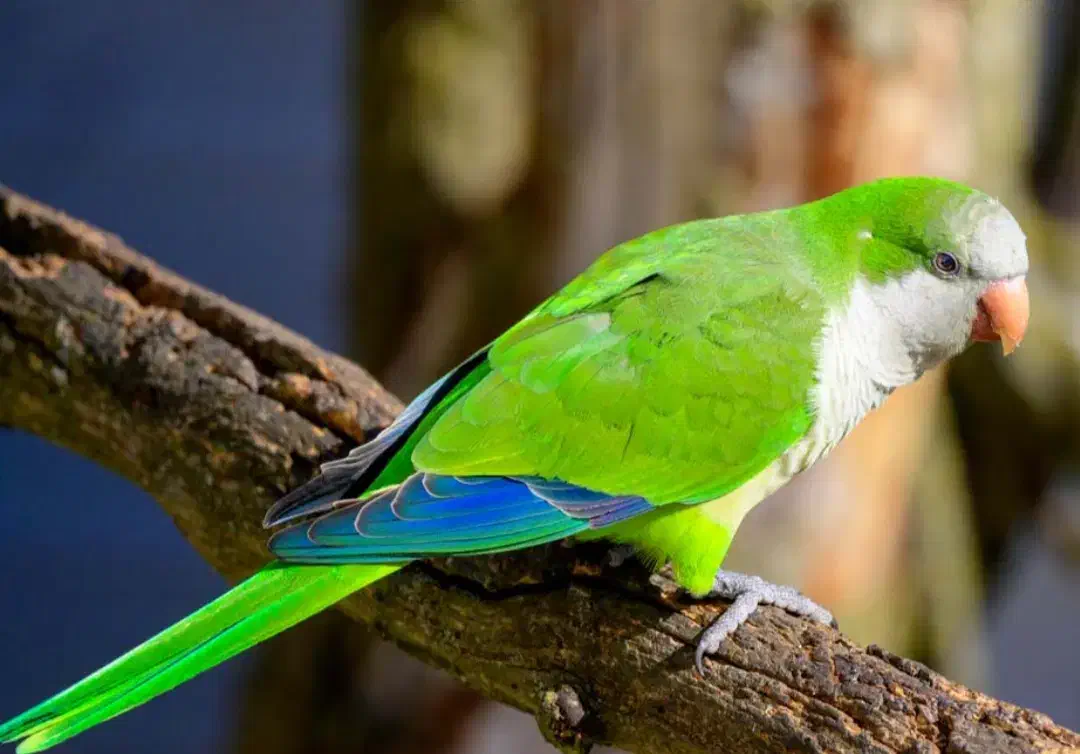 طوطی راهب|پرنده|بندر ماهشهر, |دیوار