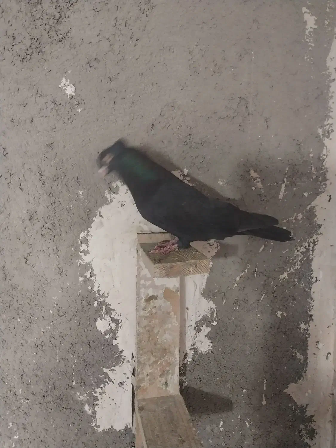 کبوتر400|پرنده|مشکین‌دشت, |دیوار