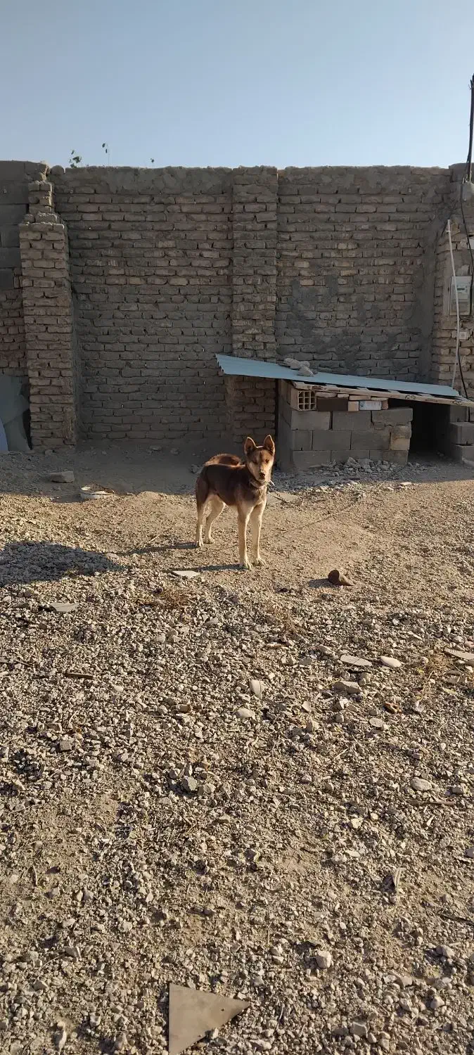 سگ هاسگی|سگ|شاهرود, |دیوار