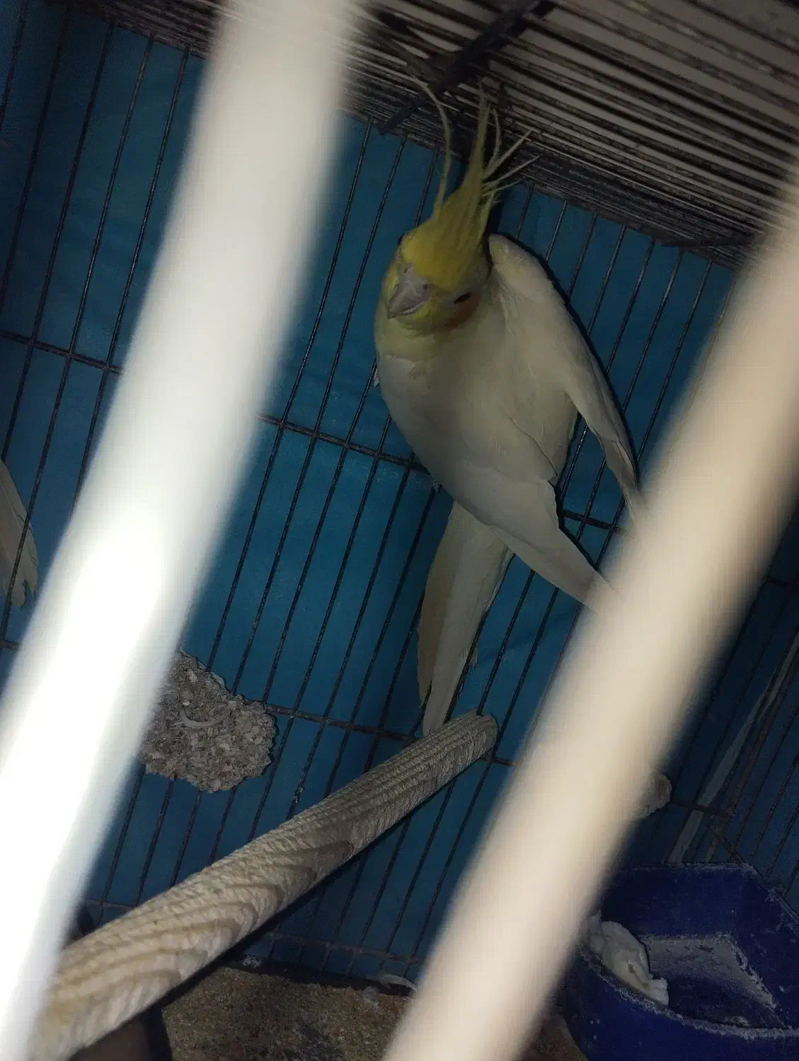 عروس هلندی ماده لوتینو با تخم|پرنده|زاهدان, |دیوار