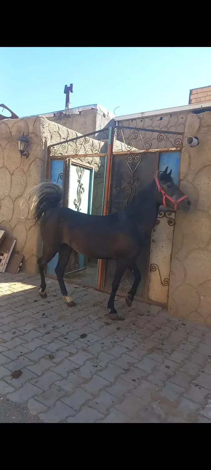 مادیان کرد نوه کامران قدیری دوسر تعید|اسب و تجهیزات اسبسواری|تبریز, |دیوار