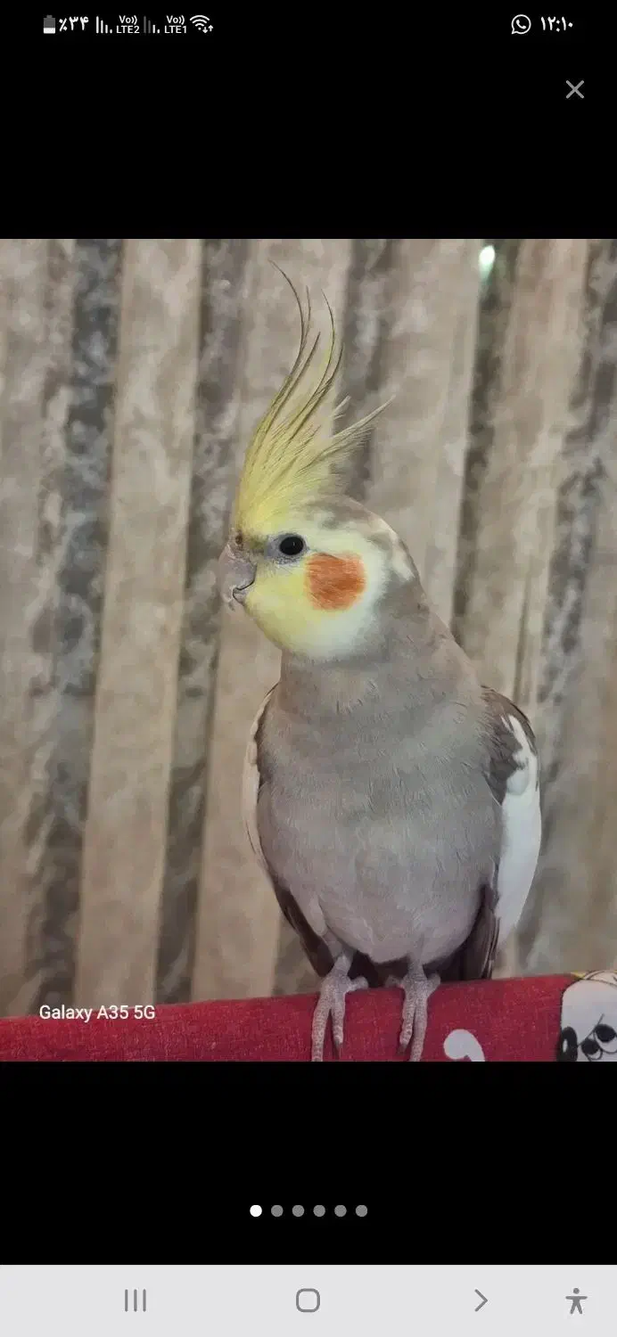 جفت عروس هلندی مولد|پرنده|مرودشت, ثبت احوال|دیوار