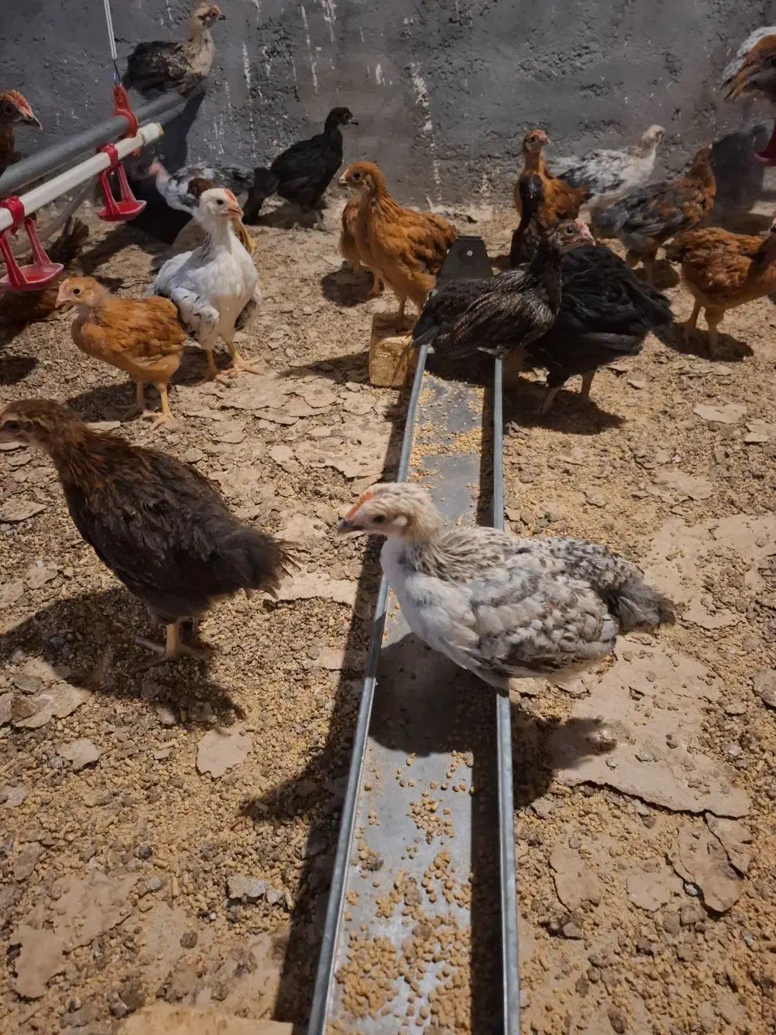 نیمچه گلپایگانی 45 روزه|حیوانات مزرعه|قم, منبع آب|دیوار