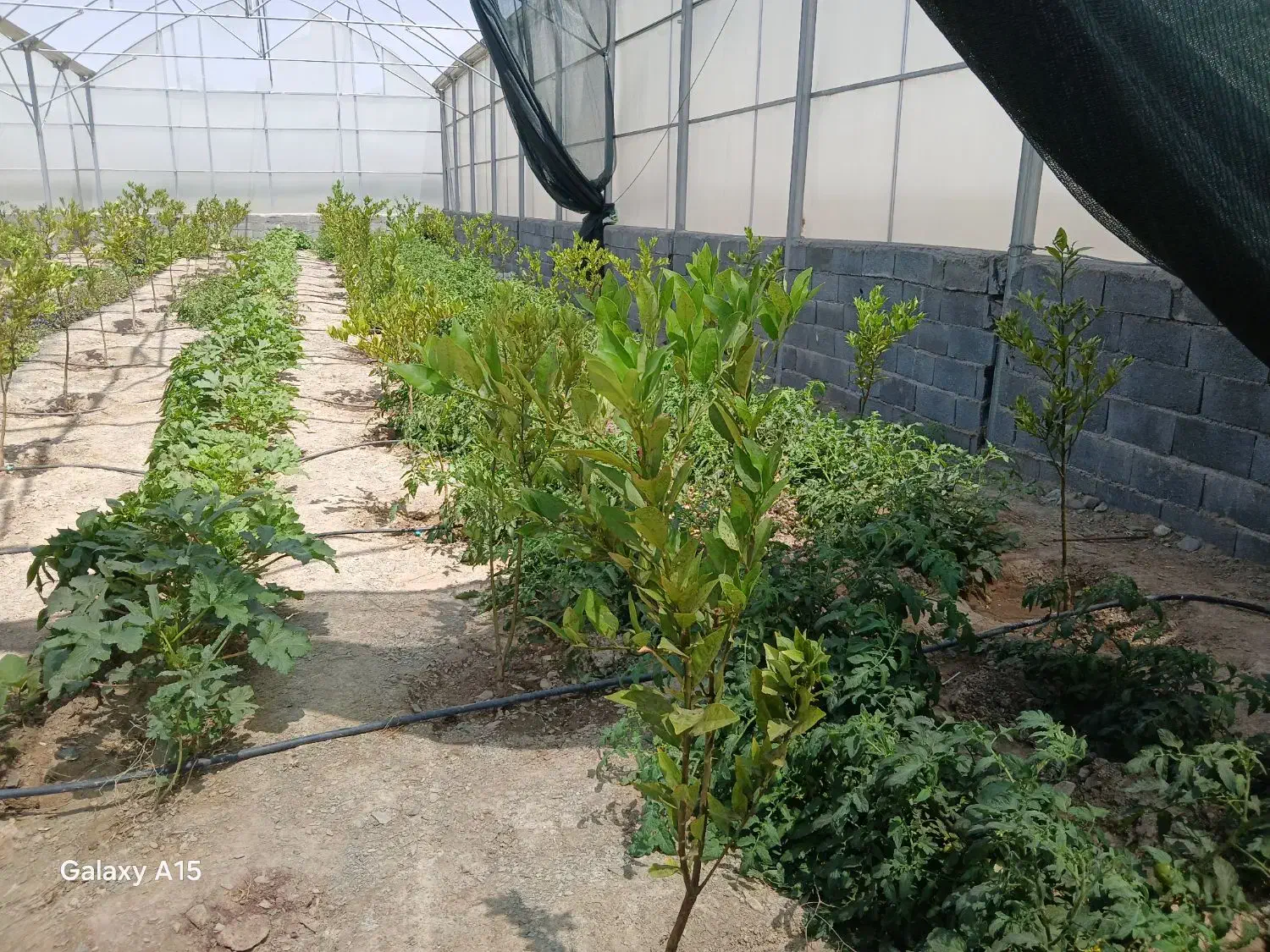 استخدام نگهبان کارگر باغبان کمک تاسیسات|استخدام صنعتی، فنی، مهندسی|گلمکان, |دیوار