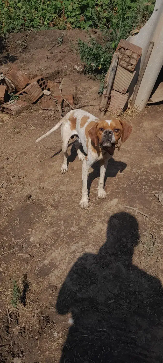 فروش توله سگ انگلیس یک ساله نر قیمت هشت میلیون|سگ|گلی داغ, |دیوار