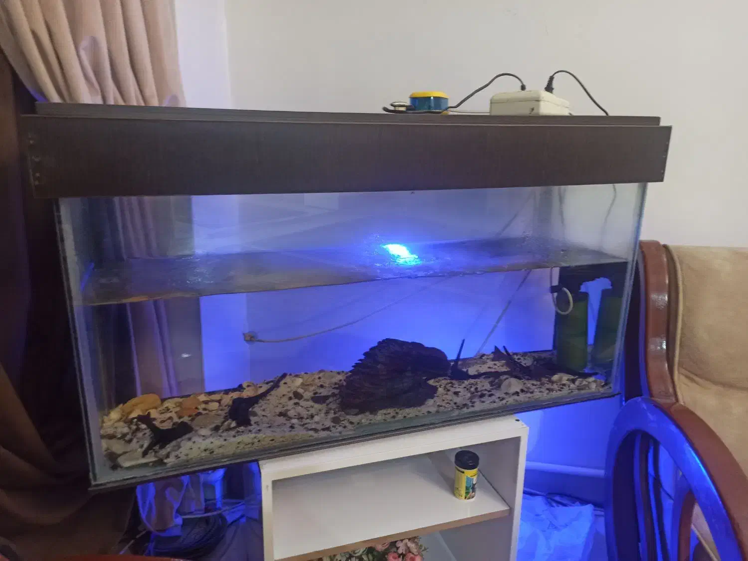 آکواریوم با وسایل جانبی|ماهی|فردیس, فردیس|دیوار